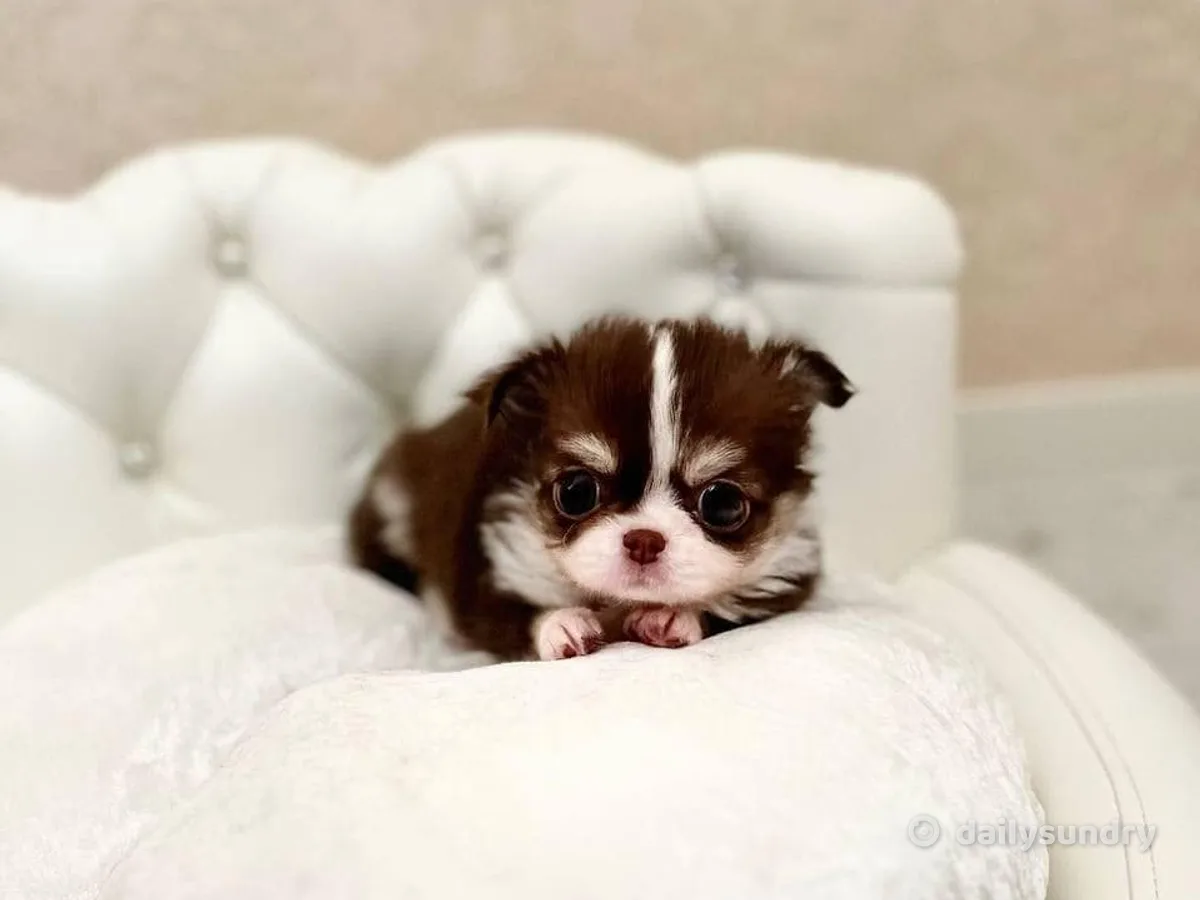Tiara Pets Singapore photo